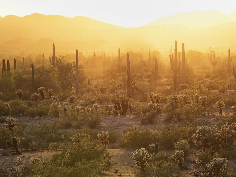 Laveen Village